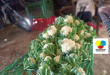 Freshly harvested NXG cauliflower heads with green leaves from Nexgen vegetable seeds at Odisha.