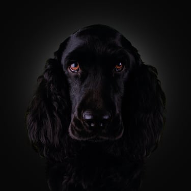 Portrait of a black English Cocker Spaniel with long ears against a dark background.