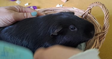 cochon d’Inde en séance de médiation animale à Dambelin dans le Doubs avec contact apaisant