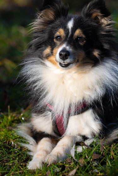 chien médiateur en séance de médiation animale à Dambelin près de Montbéliard Doubs