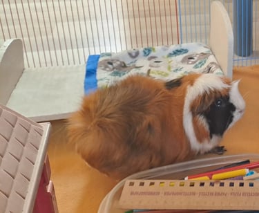 cochon d’Inde en espace adapté pour médiation animale à Dambelin dans le Doubs