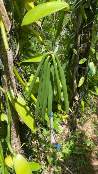Buah Vanilla