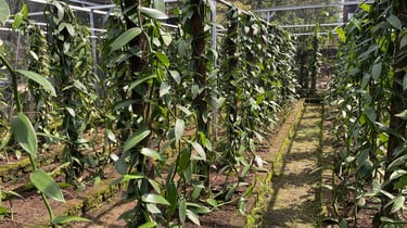 Pohon Vanilla