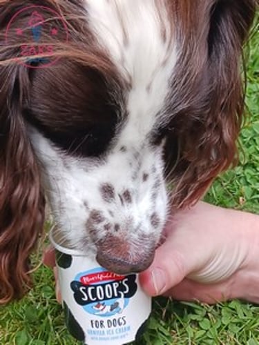 A dog enjoys a Marshfield dog ice cream from ZAKS Pud Pod