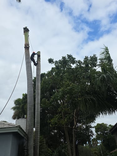 Professional arborist climbing a tall palm tree for trimming and maintenance services.