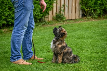 Un chien calme et attentif à son maître.