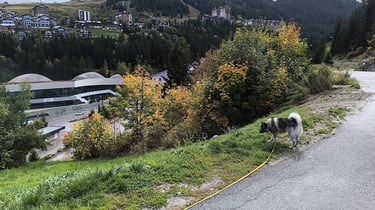 Promenade en longe à Courchevel 1550 avec Pixel au dessus d'Aquamotion