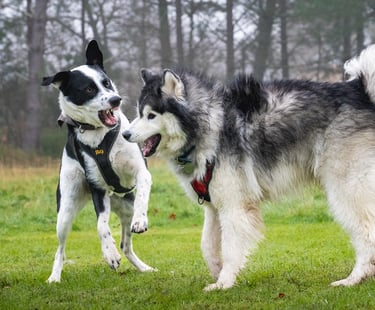 Chien réactif en rééducation