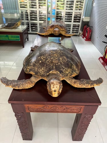 vuon-quoc-gia-con-dao