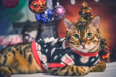 Gato con suéter navideño 