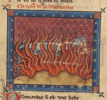 Ilustración de salamandra cruzando fuego en el bestiario de Guillaume le Clerc, BnF fr. 14964