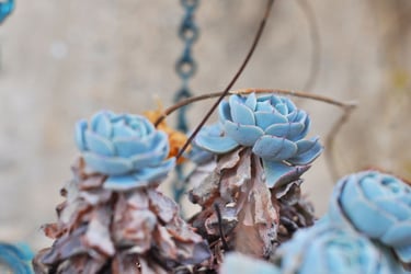 how to fix problems in succulent soil mix