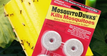 yellow sticky trap covered in fungus gnats next to mosquito dunks packaging in houseplant soil