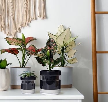 best pots and planters for houseplants