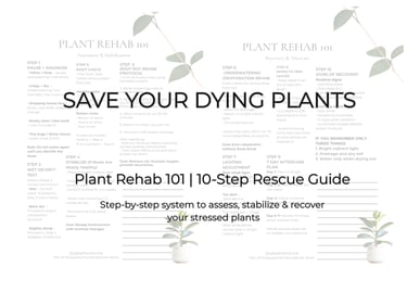 plant rehab guide for reviving unhealthy houseplants
