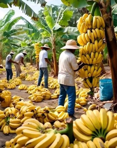 Trabajadores cosechando racimos de plátanos Tabasco maduros en una plantación en San Rafael Veracruz