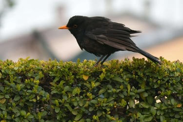 A blackbird with an orange beak perching on a green garden hedge.