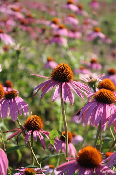 Vibrant pink purple coneflowers blooming in a sunny summer meadow with orange centers.