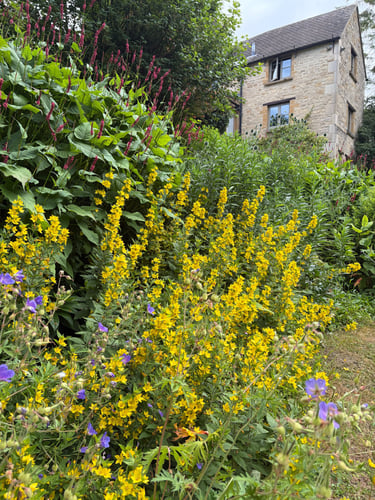 Yellow loosestrife and purple flowers blooming in a lush cottage garden with a stone house in the background.