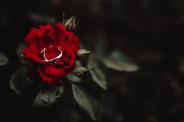 Vestuvių fotografas- reportažinė vestuvių fotosesija