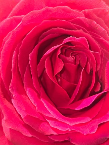 Floral (photo) Kylee Nicole Smith