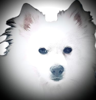 The White Pom Realty logo