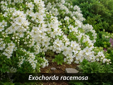 La fleur Exochorda racemosa