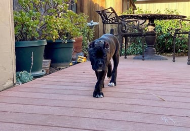 Cane Corso Club - National Breeder and Rescue Directory