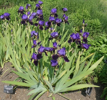 Ironstone and Irises logo