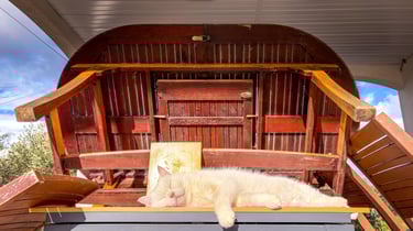 The mascot of the Olive grove and the Domaine Des Lucques sleeping at the BBQ area