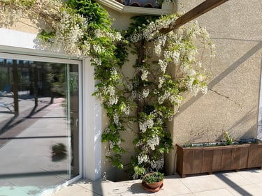 Glycine Wisteria flower at Domaine Des Lucques