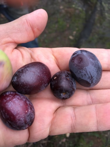 The olives from the olive groves at Domaine Des Lucques