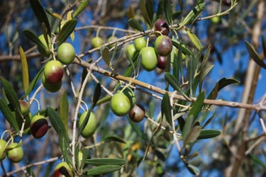 Les olives de l'oliveraie chez Domaine Des Lucques Domaine Des Lucques