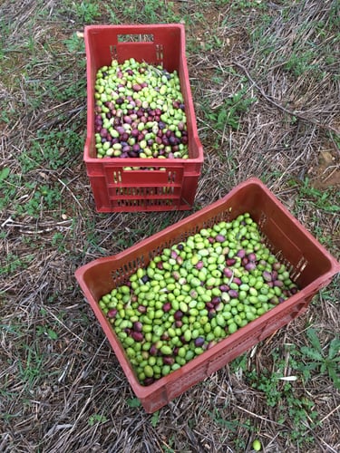 The olives from the olive grove harvest at Domaine Des Lucques