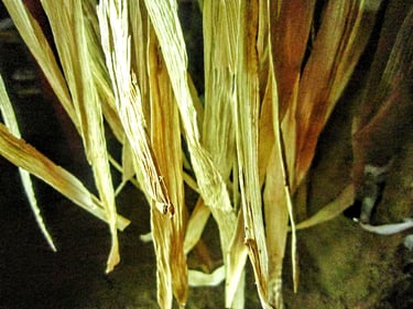 Natural corn husk