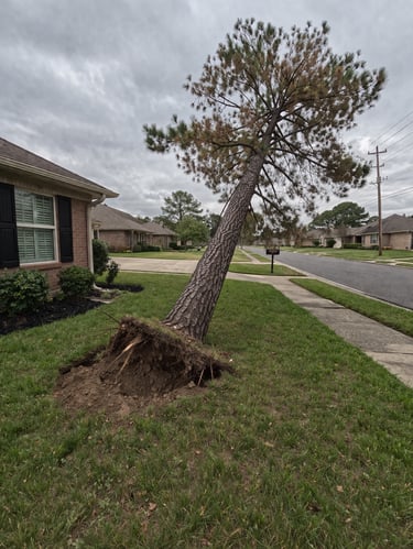 Leaning pine tree with exposed roots in a residential yard near a home and power lines