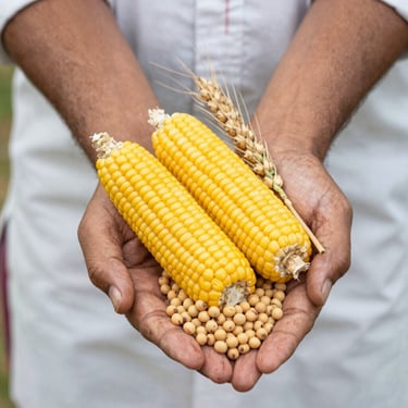 A close-up photo of fresh, healthy crop seeds ready for planting in a farmer's hand.
