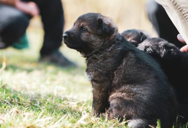 a-cheerful-puppy-sitting-attentively-during-a-training-session-in-a-sunny-park