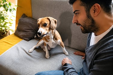 Red Flag Puppy Behaviours You Should Never Ignore