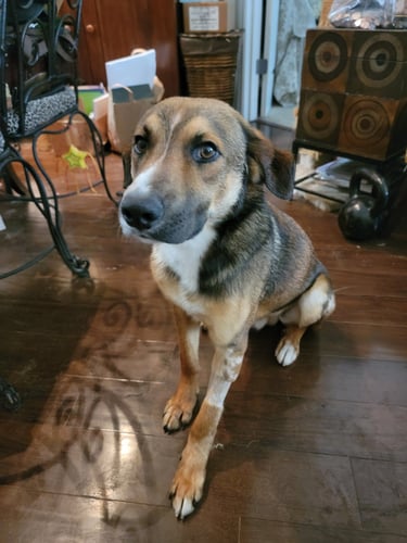 Rocco is an 11 month old sweetheart. He loves to cuddle, in your arm space and on top of your chest.