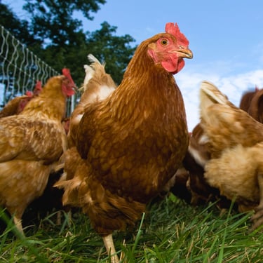 Pasture-raised hens at Ecolibrium Farm, regenerative egg farm Bowral Southern Highlands NSW