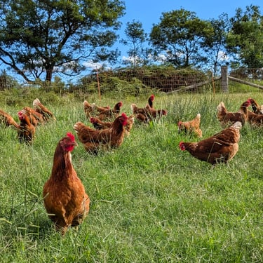 Free-range hens on open pasture, Ecolibrium Farm Mittagong Bowral Southern Highlands
