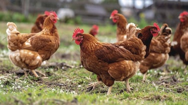 Pasture-raised hens on open pasture, Ecolibrium Farm Southern Highlands Bowral NSW