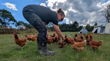 Sam caring for free-range hens at Ecolibrium Farm, Mittagong Bowral Southern Highlands NSW