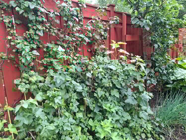 La clôture peinte en rouge naturel suédis couvert a ami de la végétation d'un potager