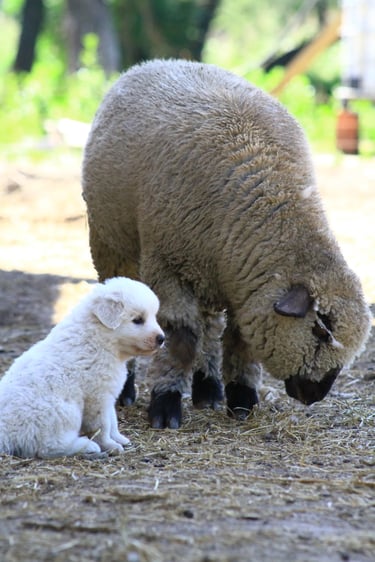 Cachorros Pastor Maremmano-Abruzzese en establecimiento rural