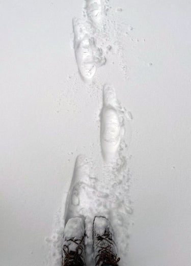 Walk of the orange penguin