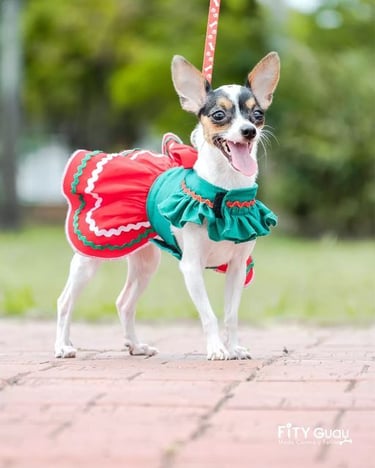 perro chihuahua con vestido de color verde y rojo