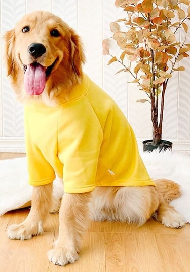 golden retriever con camiseta amarilla