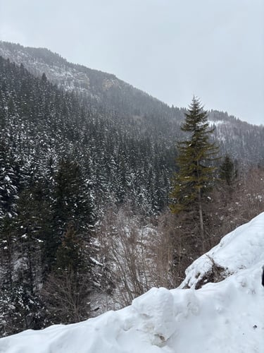 Karanlıkmeşe Kerestecilik - Artvin Ardanuç uygun fiyatlı kaliteli kereste ve lambiri çeşitleri
